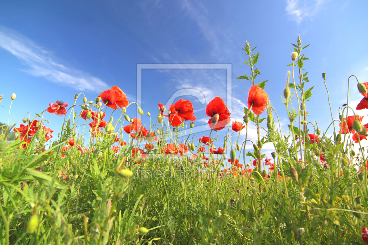 Bild-Nr.: 10131654 Mohnwiese erstellt von FotoDeHRO