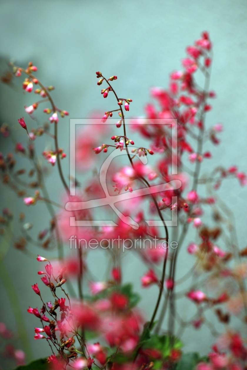 Bild-Nr.: 10132196 Purpurglöckchen (Heuchera sanguinea) erstellt von Renate Knapp