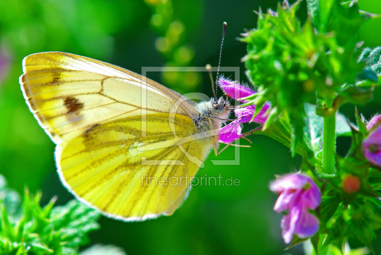 Bild-Nr.: 10132350 Butterfly erstellt von Atteloi