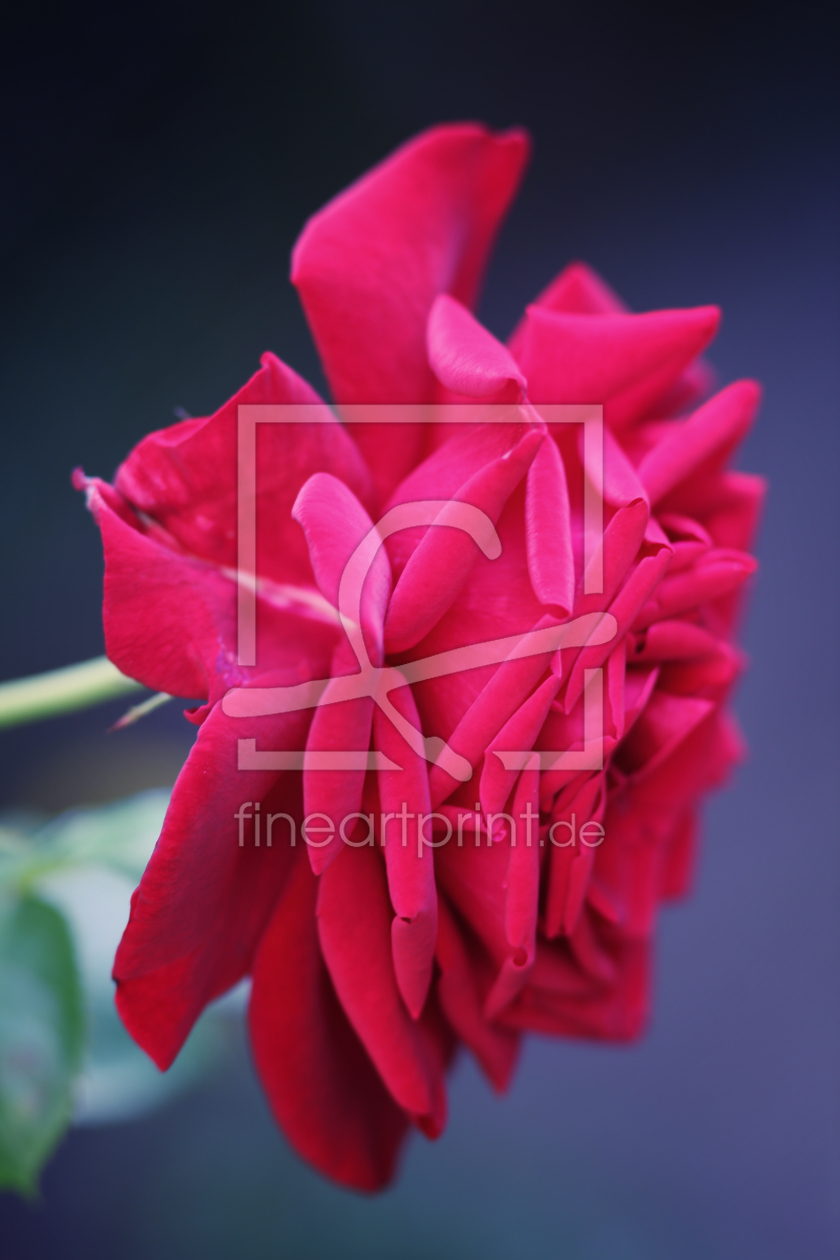 Bild-Nr.: 10133102 The Red Rose erstellt von FotoDeHRO