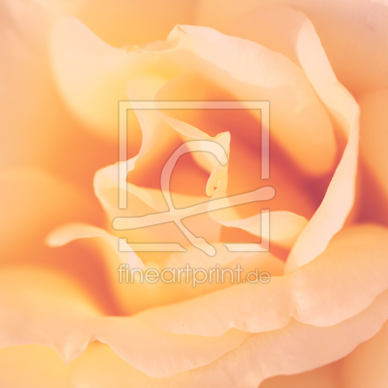 Bild-Nr.: 10133118 Parfum de Rose erstellt von FotoDeHRO