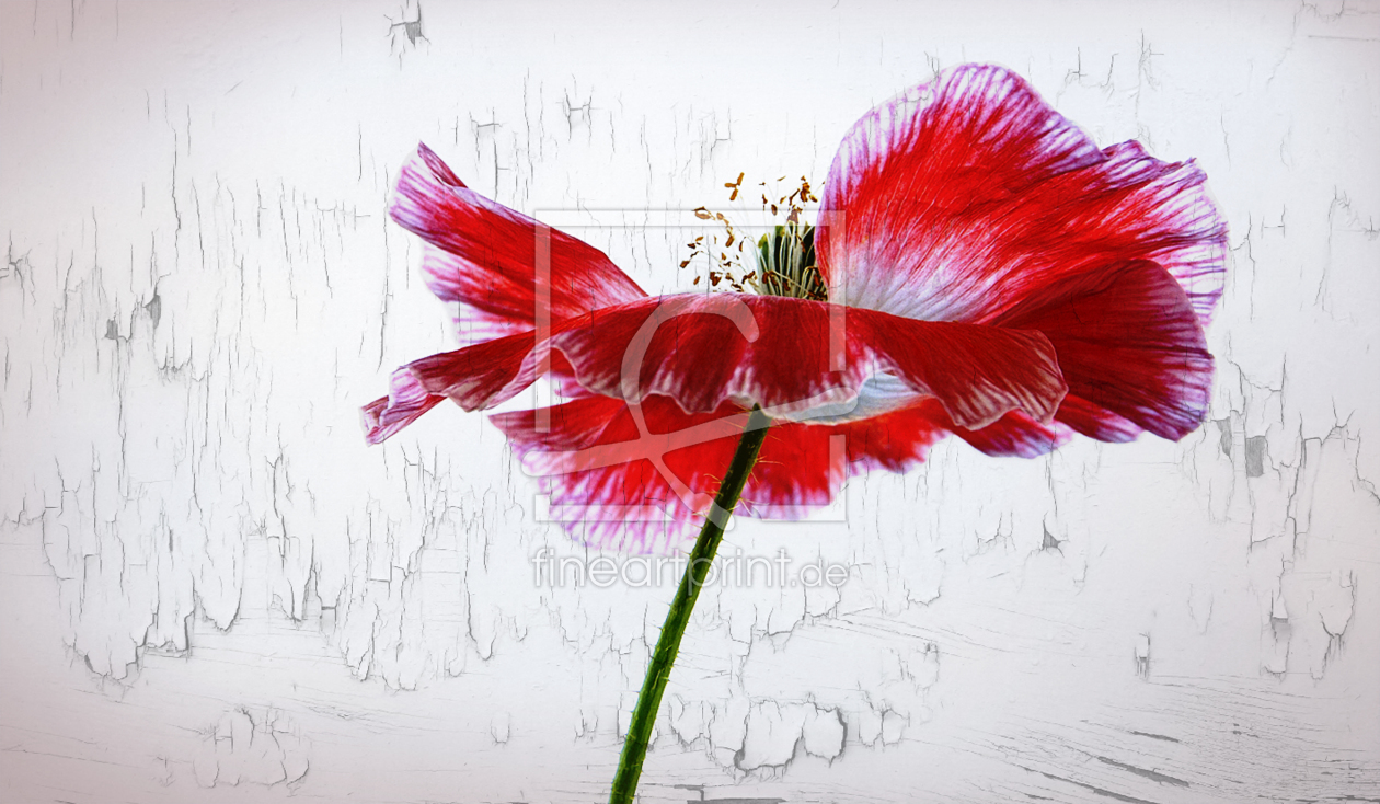 Bild-Nr.: 10133134 Seidenmohn erstellt von photoArt-Brigitte