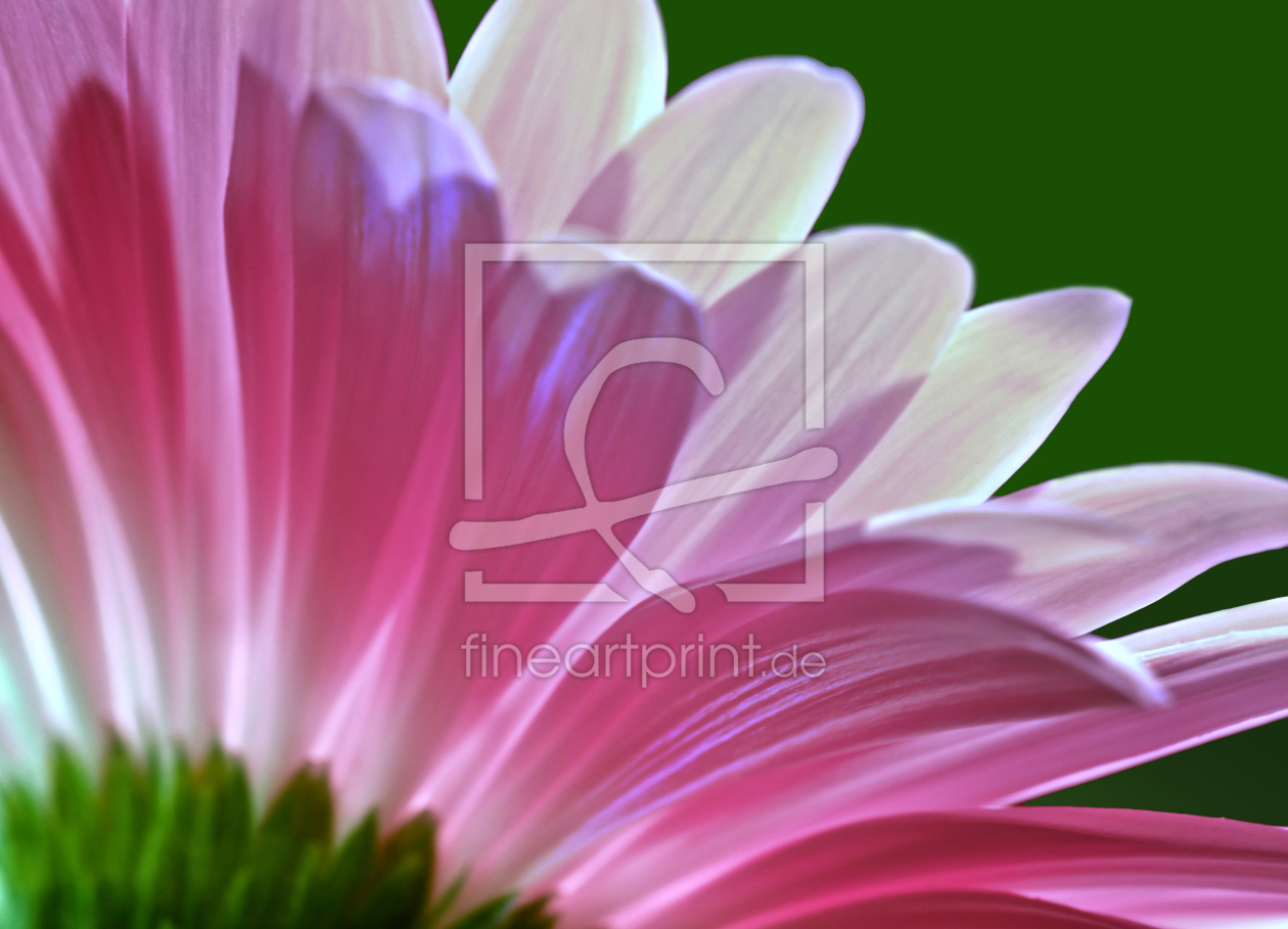 Bild-Nr.: 10133366 Gerbera erstellt von Atteloi