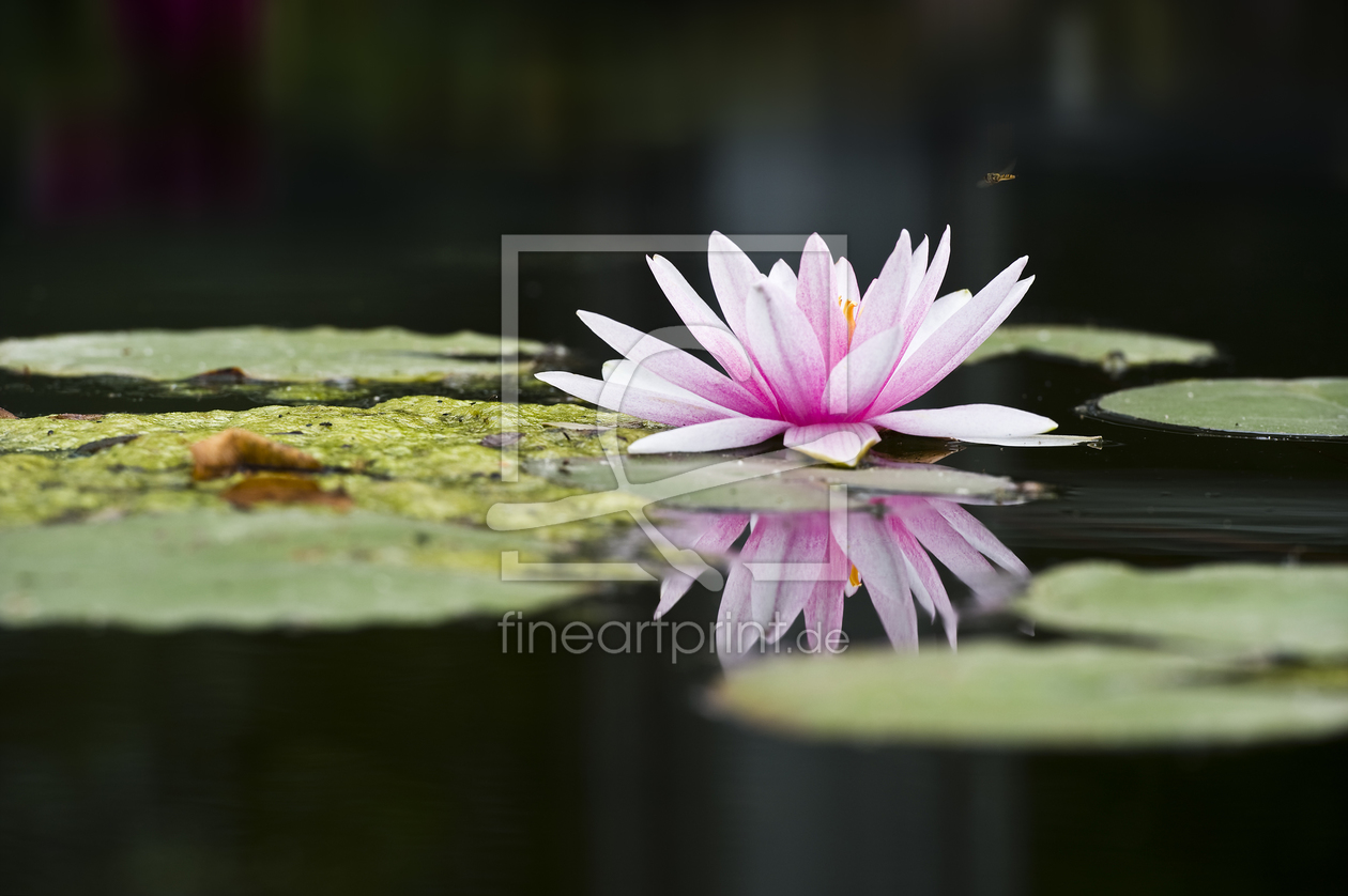 Bild-Nr.: 10133452 Seerose in dunkel erstellt von danielschoenen