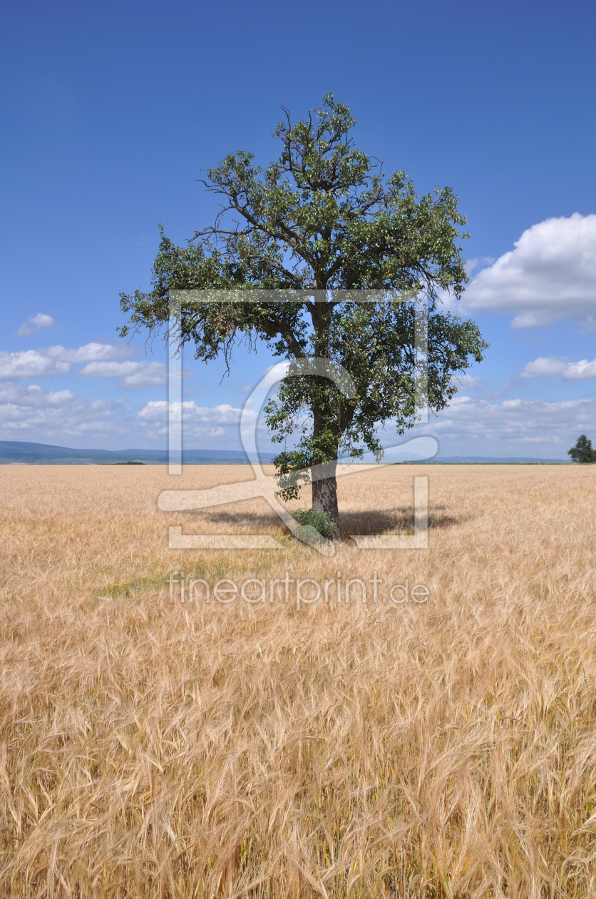 Bild-Nr.: 10133642 Birnbaum auf Gerstenacker erstellt von Erhard Hess