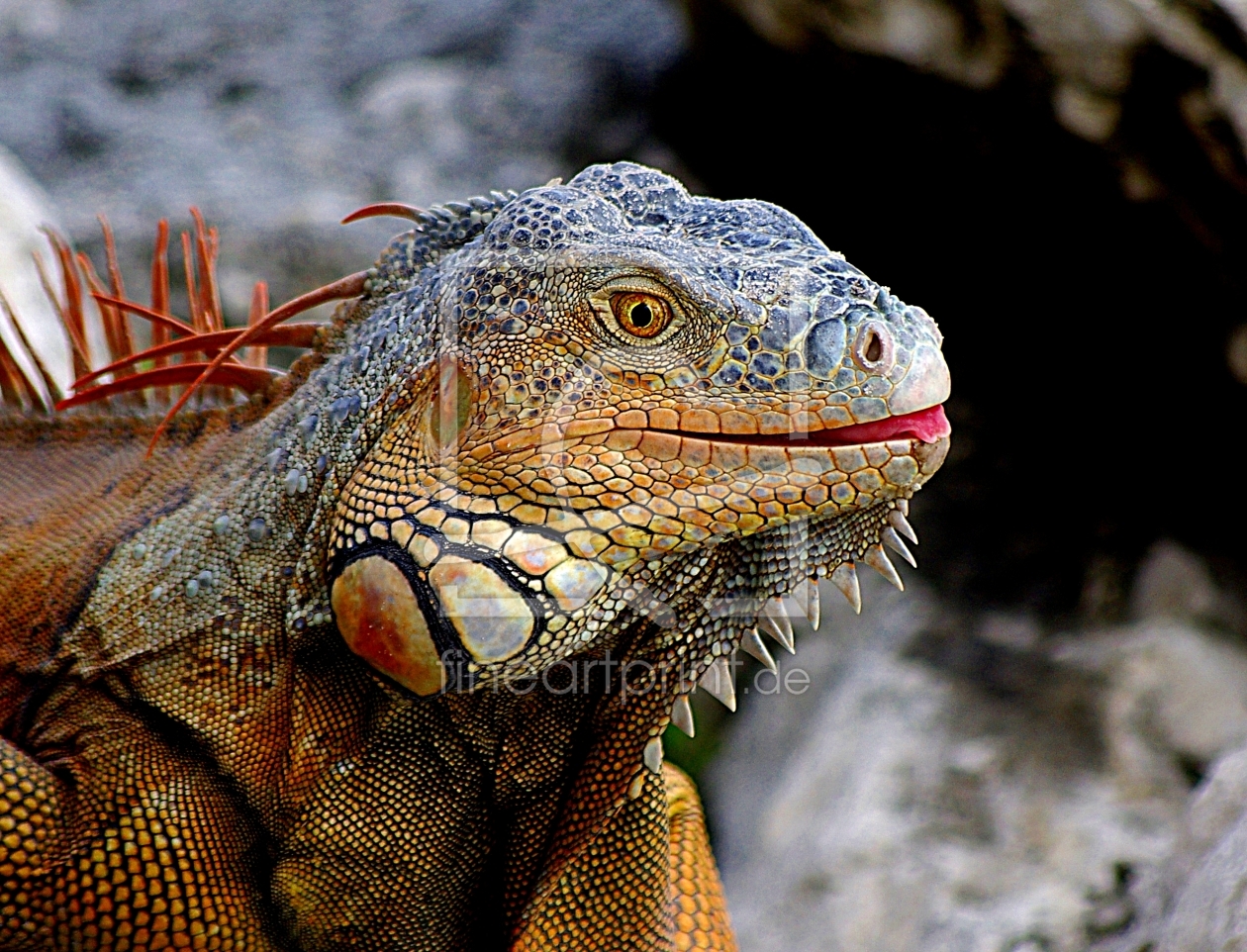 Bild-Nr.: 10133708 Leguan Portait erstellt von StephanJK