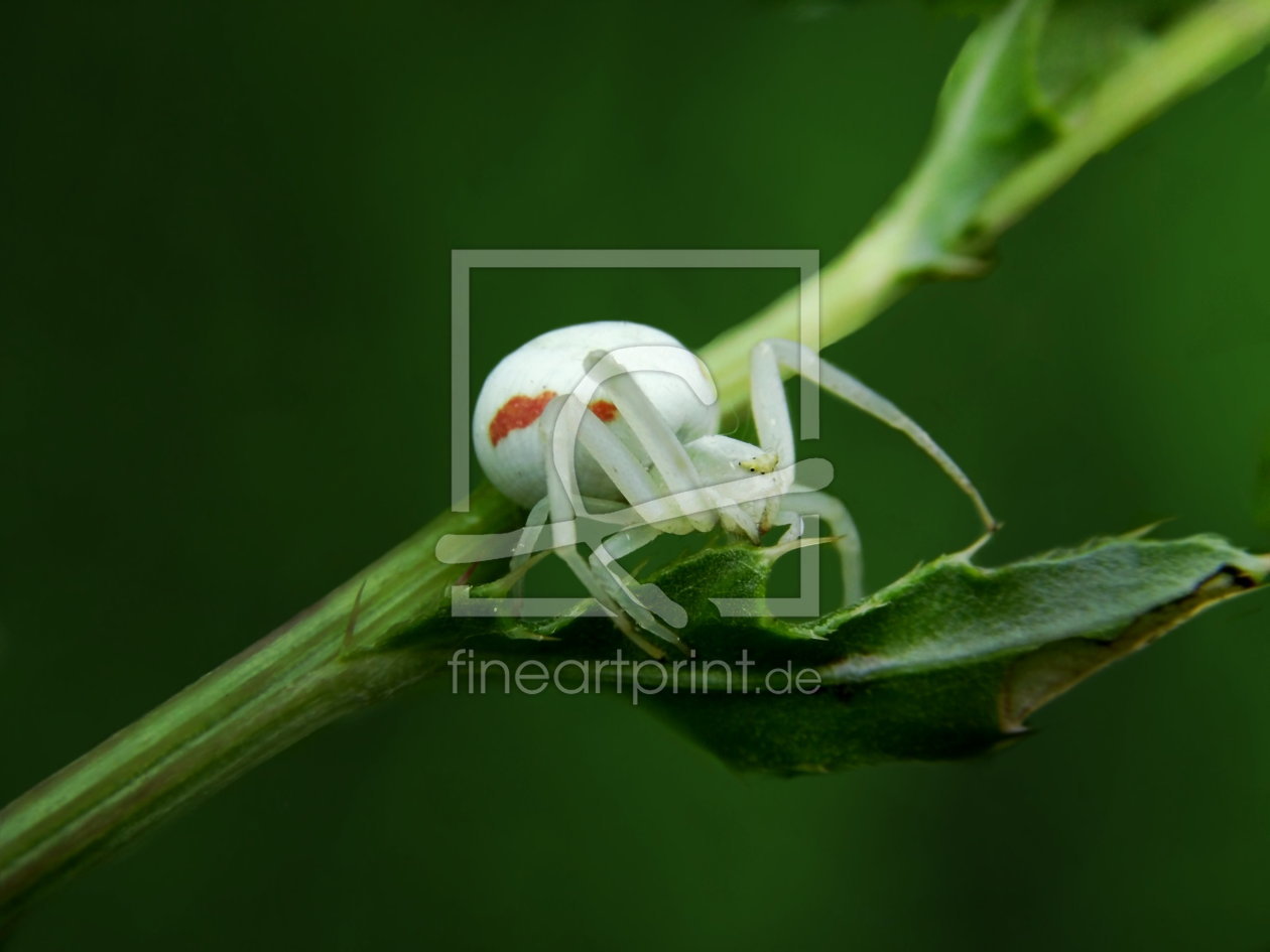 Bild-Nr.: 10134392 Weiße Spinne II erstellt von Heike  Hultsch
