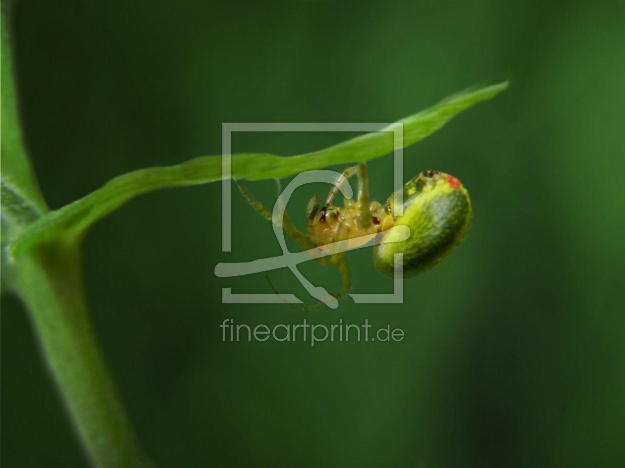 Bild-Nr.: 10136902 Kürbisspinne (Araniella cucurbitina)  erstellt von Heike  Hultsch