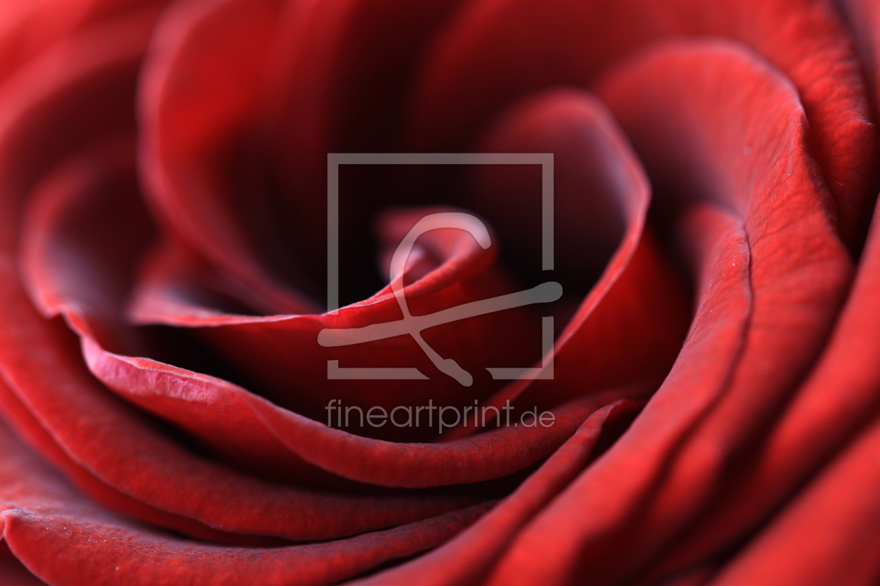 Bild-Nr.: 10137388 red rose erstellt von Neutraldichte