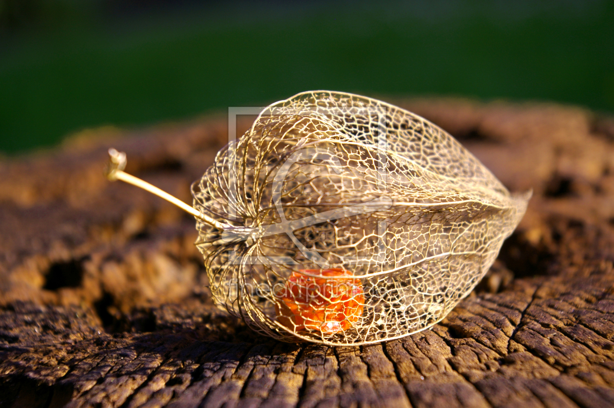 Bild-Nr.: 10137628 Physalis erstellt von LudmilaF