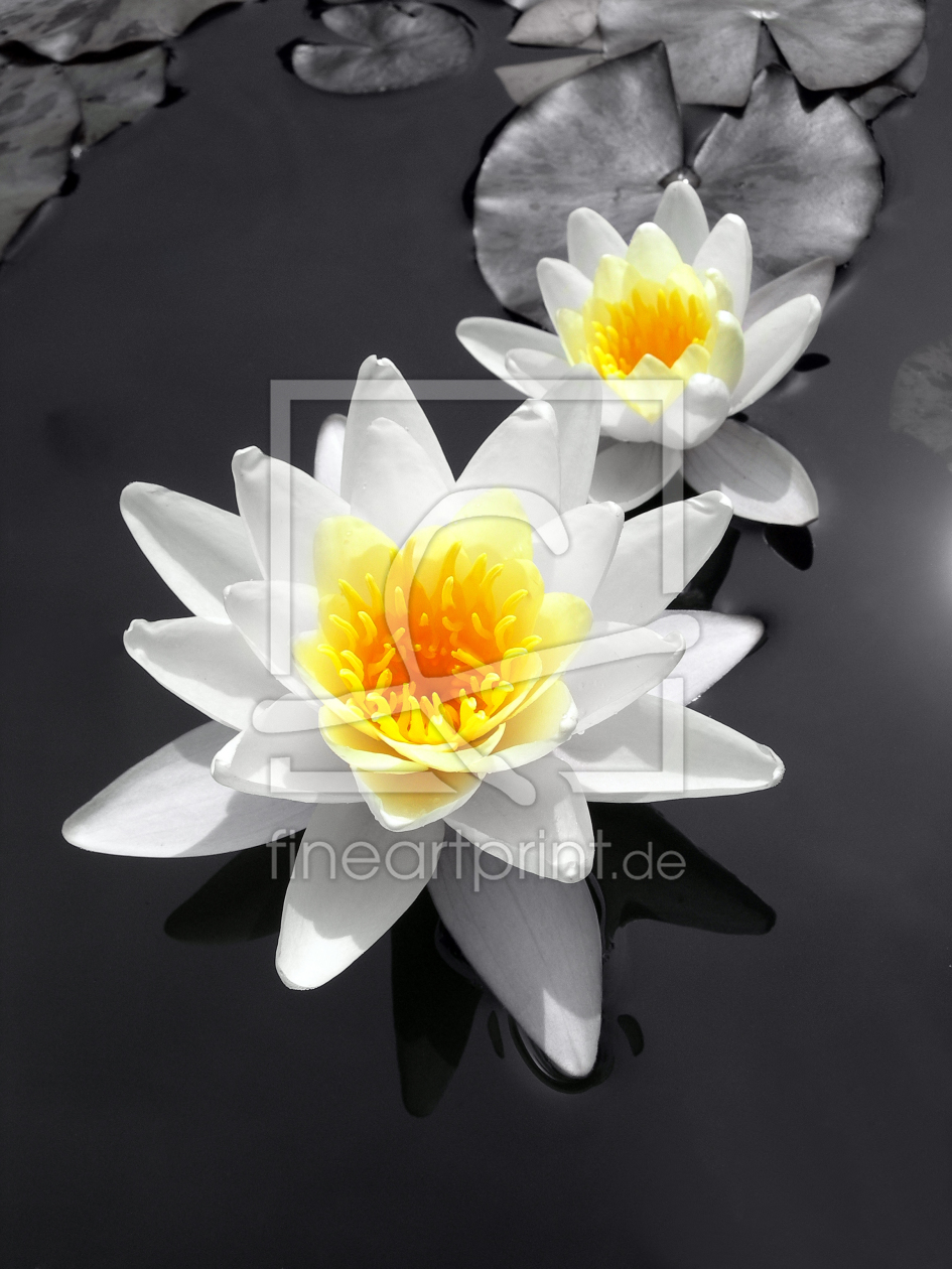 Bild-Nr.: 10138814 WATER - LILY erstellt von blackpool