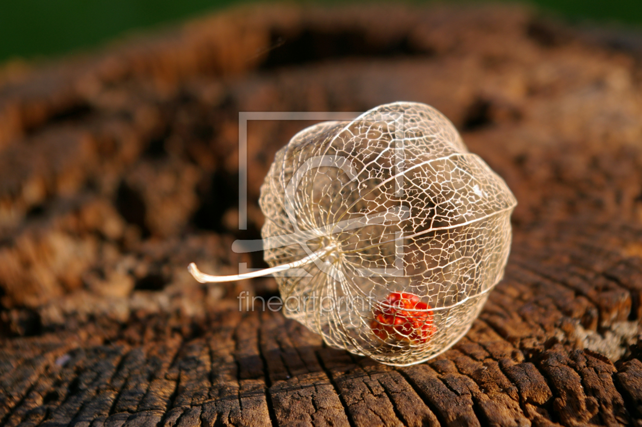 Bild-Nr.: 10139002 Physalis erstellt von LudmilaF