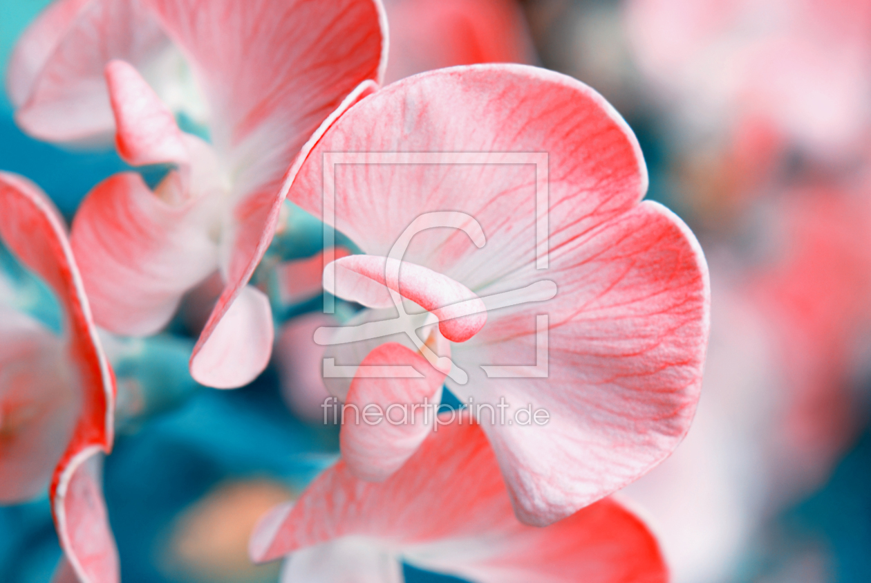Bild-Nr.: 10140638 Blüte Bild-Nr.: 10140638 Blüte erstellt von Atteloi