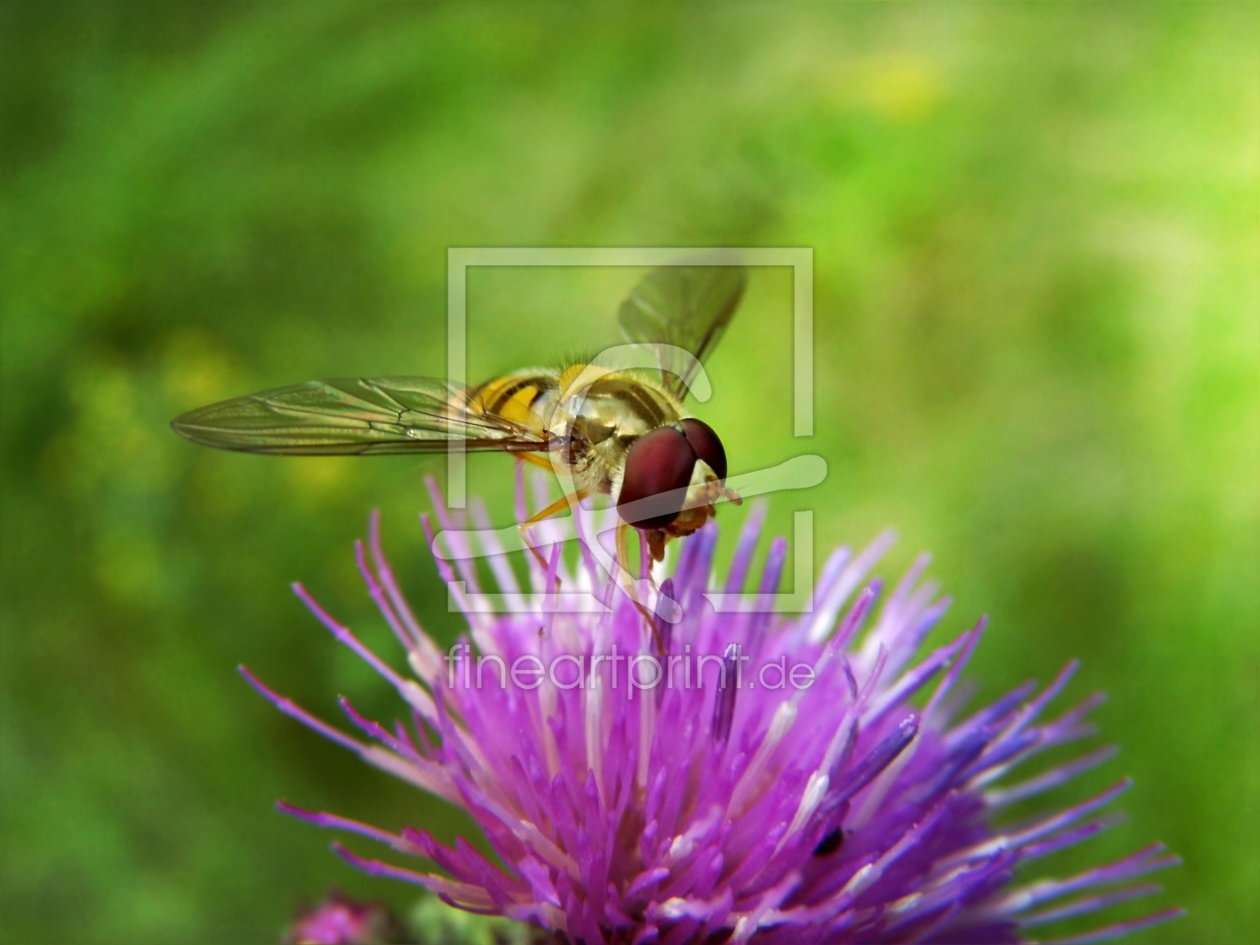 Bild-Nr.: 10140712 Schwebfliege II erstellt von Heike Hultsch