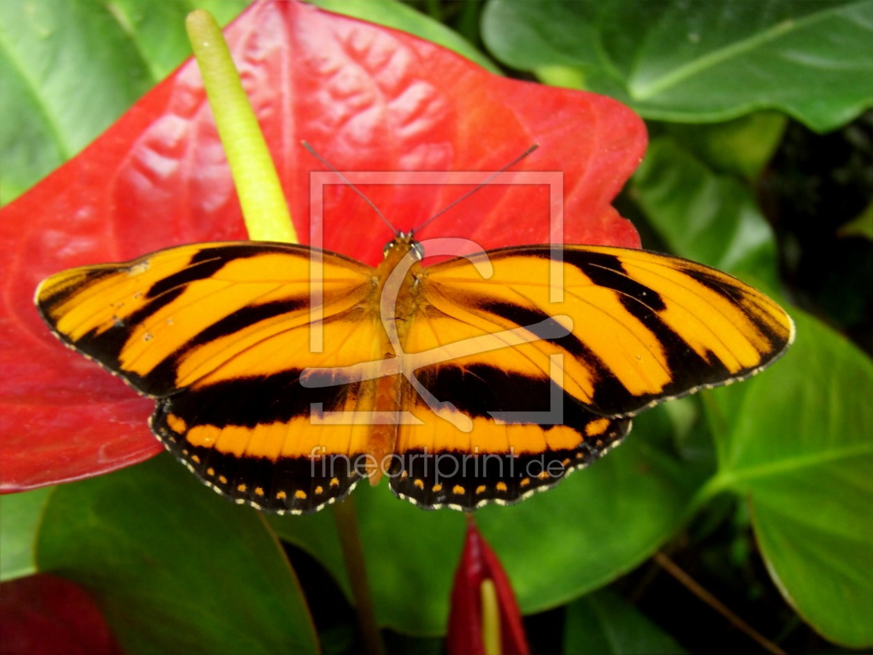 Bild-Nr.: 10141530 Schmetterling III erstellt von Heike Hultsch