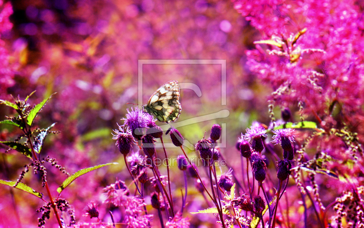 Bild-Nr.: 10143610 Pink erstellt von Atteloi