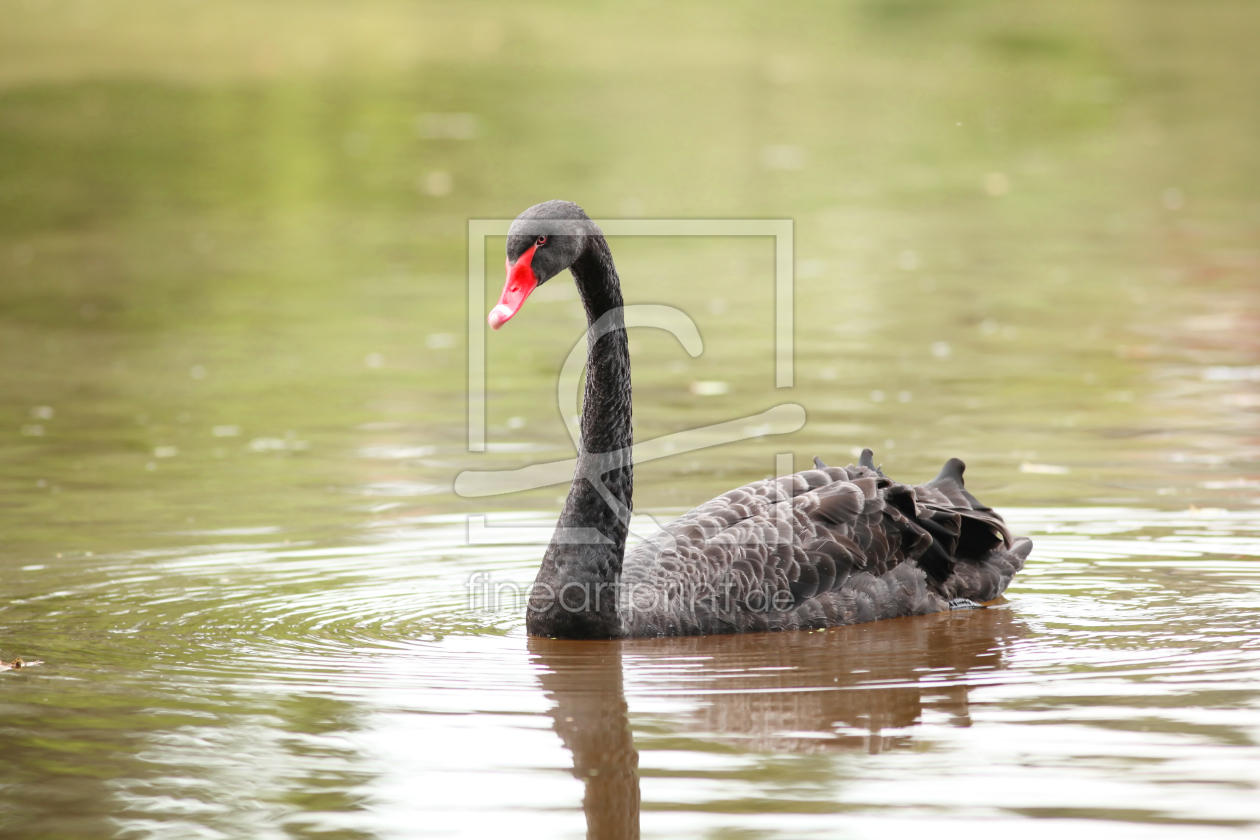 Bild-Nr.: 10147450 Black Swan erstellt von FotoDeHRO