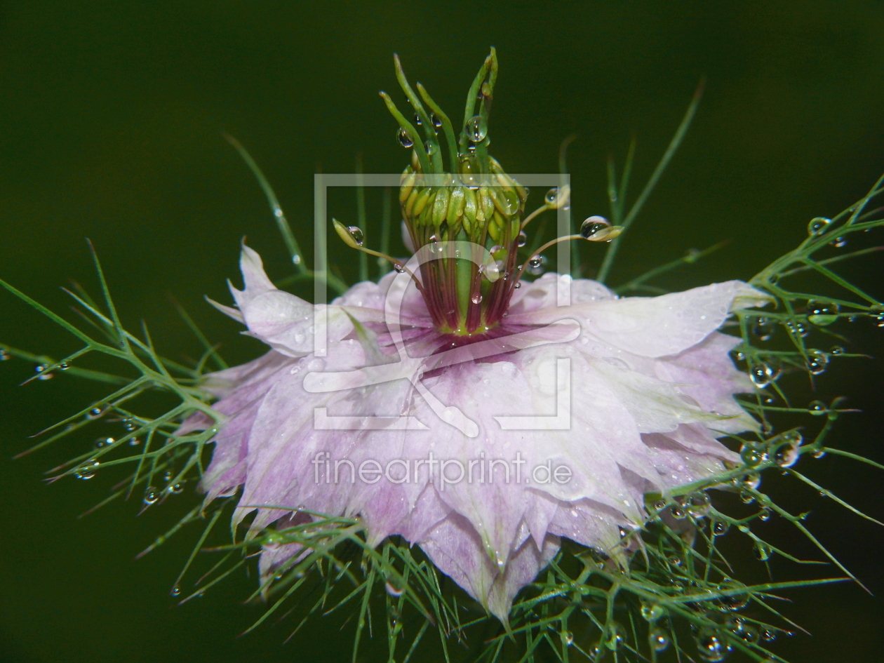 Bild-Nr.: 10147664 Die Krone der Blume erstellt von Ostfriese