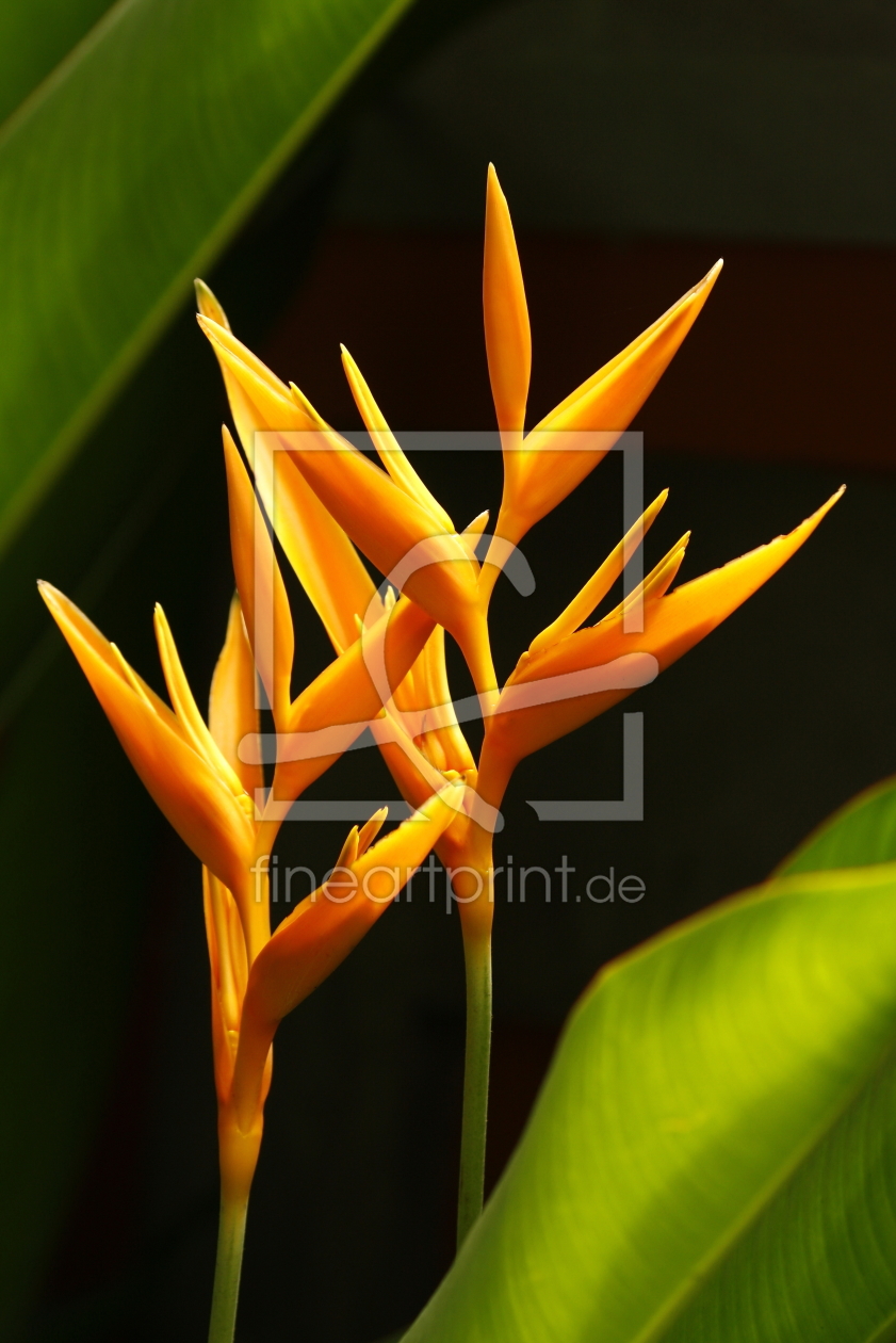 Bild-Nr.: 10148056 Heliconia erstellt von fotoping