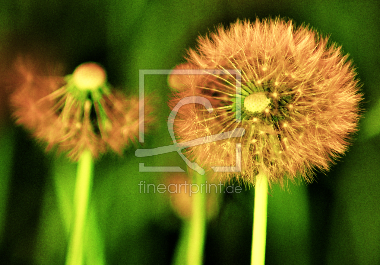 Bild-Nr.: 10148834 Pusteblumen erstellt von newscenic