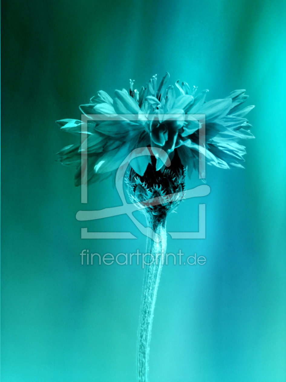 Bild-Nr.: 10148928 Blume türkis erstellt von Heike Hultsch