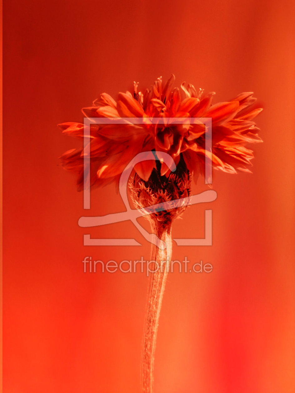 Bild-Nr.: 10148932 Blume rot erstellt von Heike Hultsch