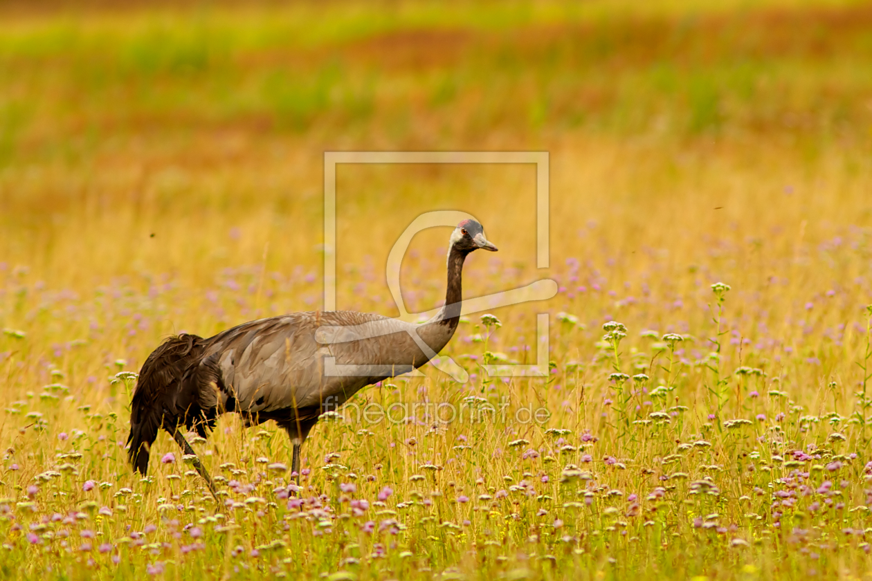 Bild-Nr.: 10149738 Blumenkranich erstellt von Jens Kalanke