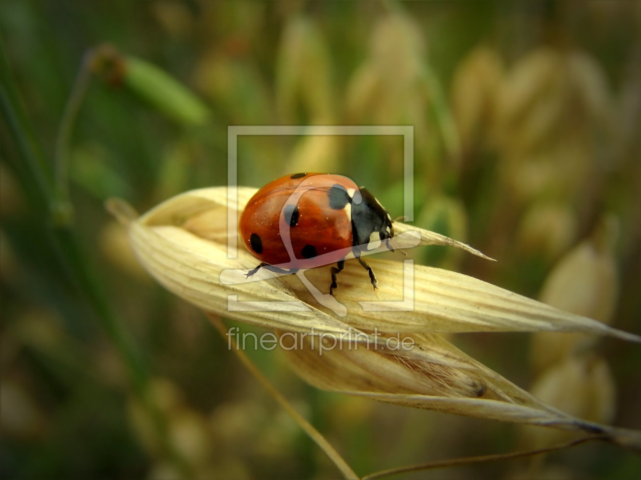 Bild-Nr.: 10150536 Marienkäfer im Feld erstellt von Heike Hultsch