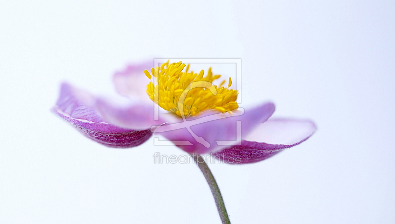 Bild-Nr.: 10152846 Anemone erstellt von Renate Knapp