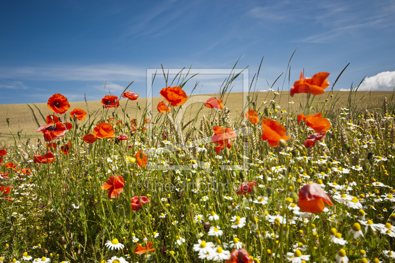 Bild-Nr.: 10153360 Mohn und Kamille erstellt von Armin Redöhl