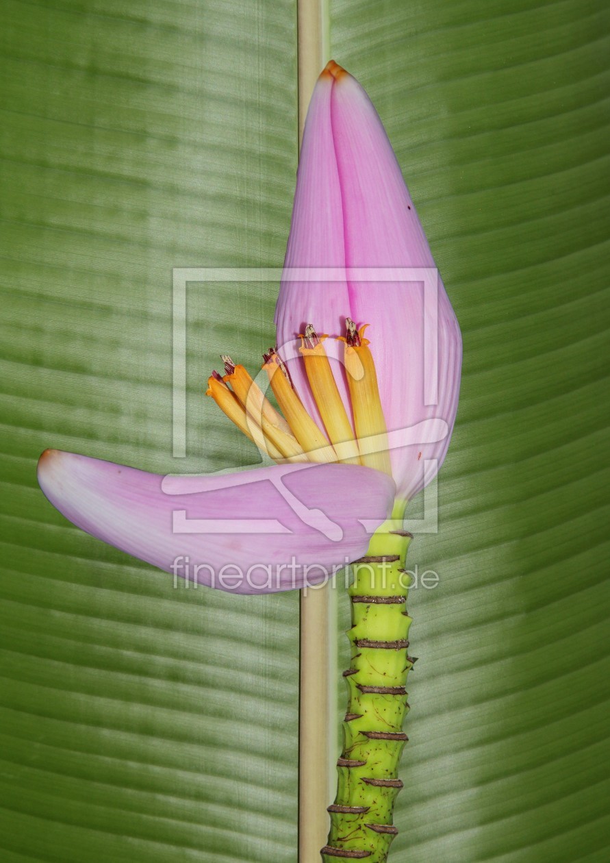 Bild-Nr.: 10154209 bananenblüte erstellt von napoleon