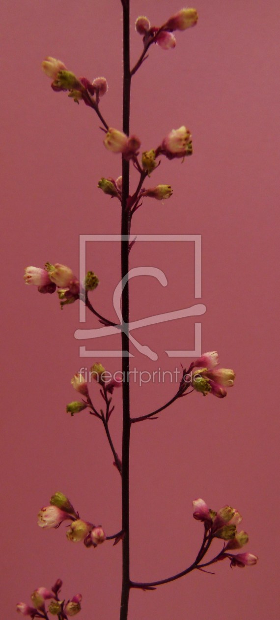 Bild-Nr.: 10154389 Mini-Blütchen vor rosa 1. erstellt von CAPRICORNVS-DESIGN