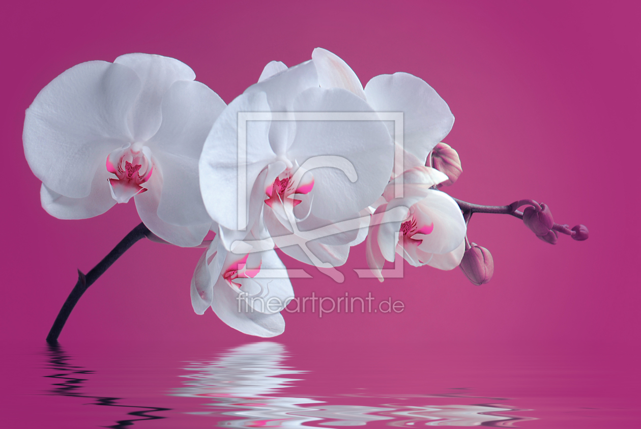 Bild-Nr.: 10154783 Orchidee erstellt von Atteloi