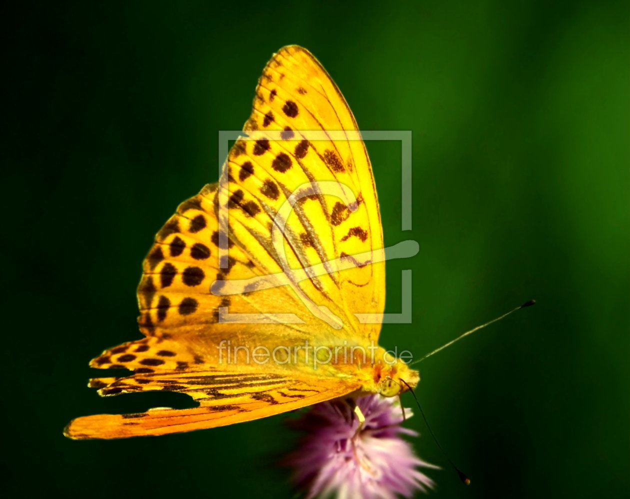 Bild-Nr.: 10154873 Schmetterling XII erstellt von Heike Hultsch
