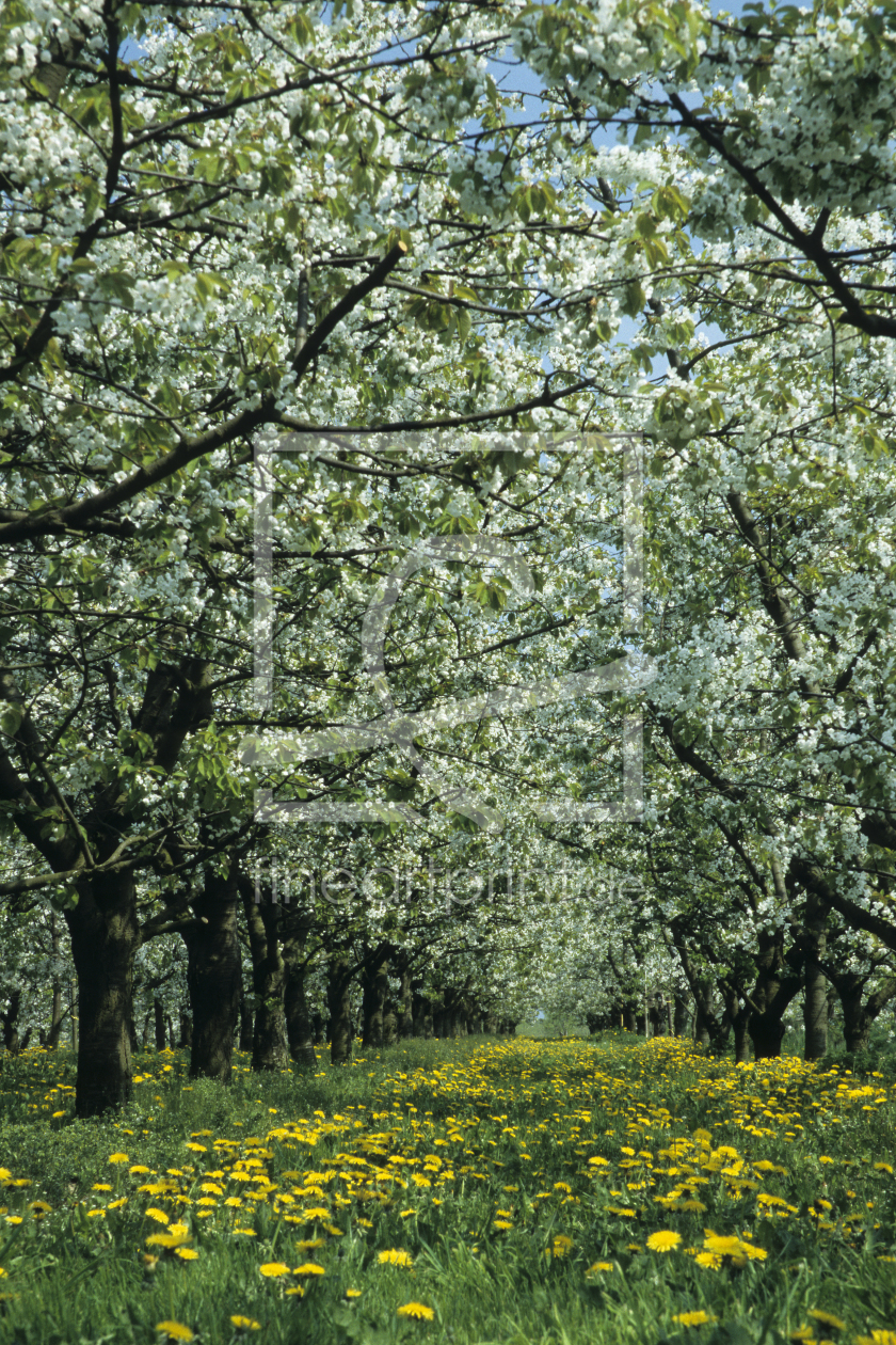 Bild-Nr.: 10155243 Obstplantage erstellt von andy1000