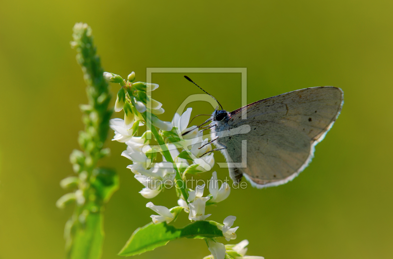 Bild-Nr.: 10155885 Butterfly erstellt von Atteloi