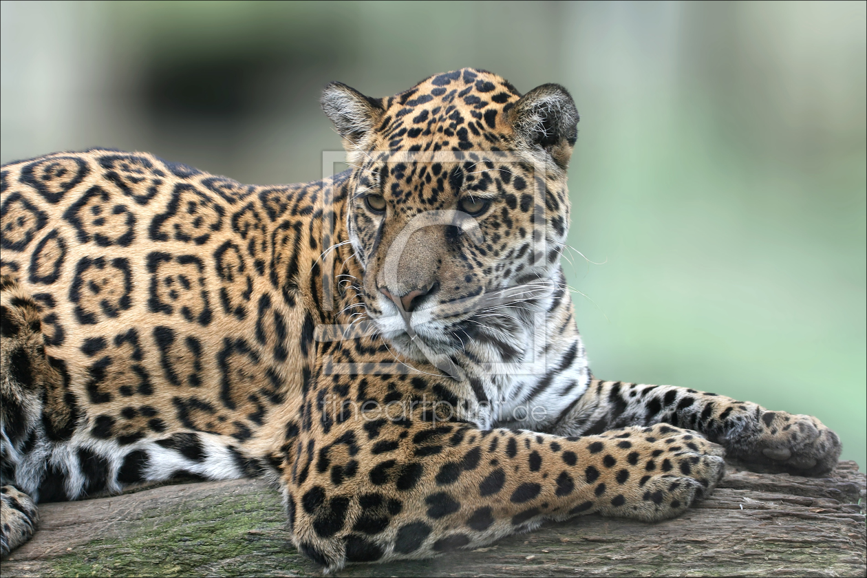 Bild-Nr.: 10156530 Jaguar erstellt von schiwa-rose