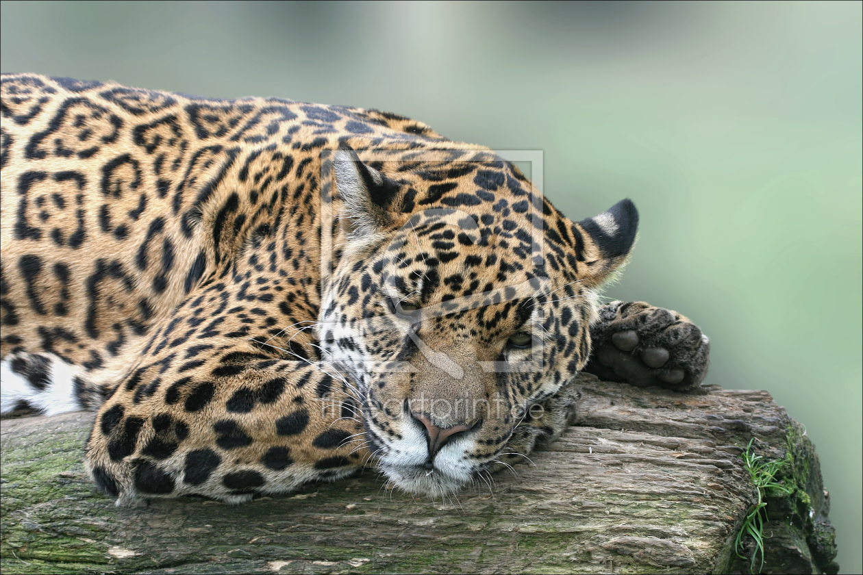 Bild-Nr.: 10156532 Jaguar II erstellt von schiwa-rose