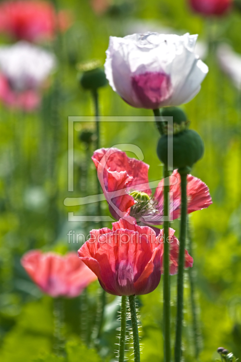 Bild-Nr.: 10156726 Mohnblüte erstellt von Stephanie Stephanie Dannecker