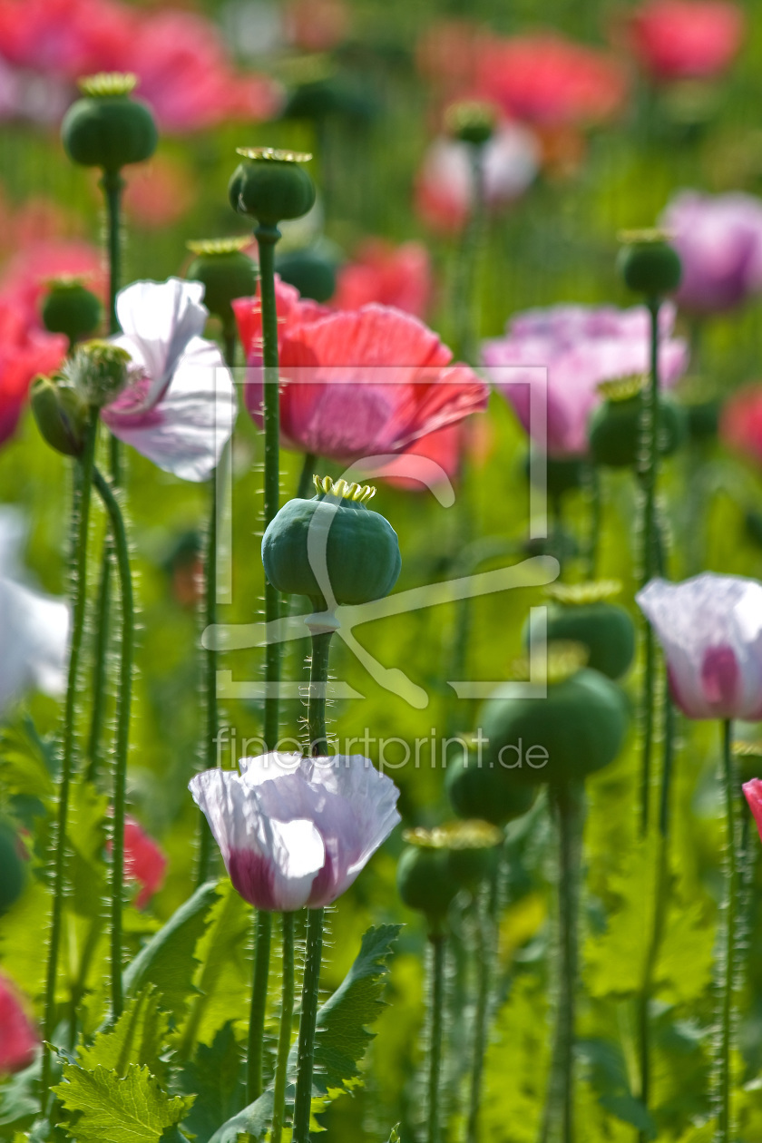 Bild-Nr.: 10156728 Mohnblüte erstellt von Stephanie Stephanie Dannecker