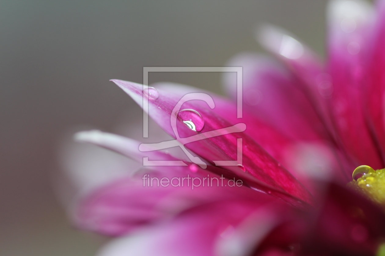 Bild-Nr.: 10158154 Wet Flower erstellt von falconer59