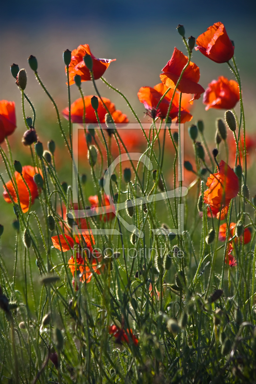 Bild-Nr.: 10158702 Mohnblumen erstellt von Stephanie Stephanie Dannecker