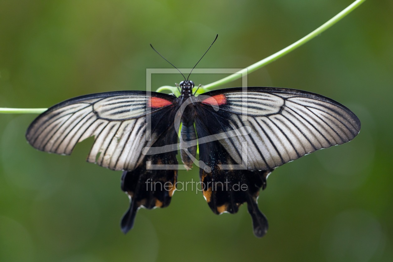 Bild-Nr.: 10158908 Falter Papilio lowi (?) erstellt von Kanonier