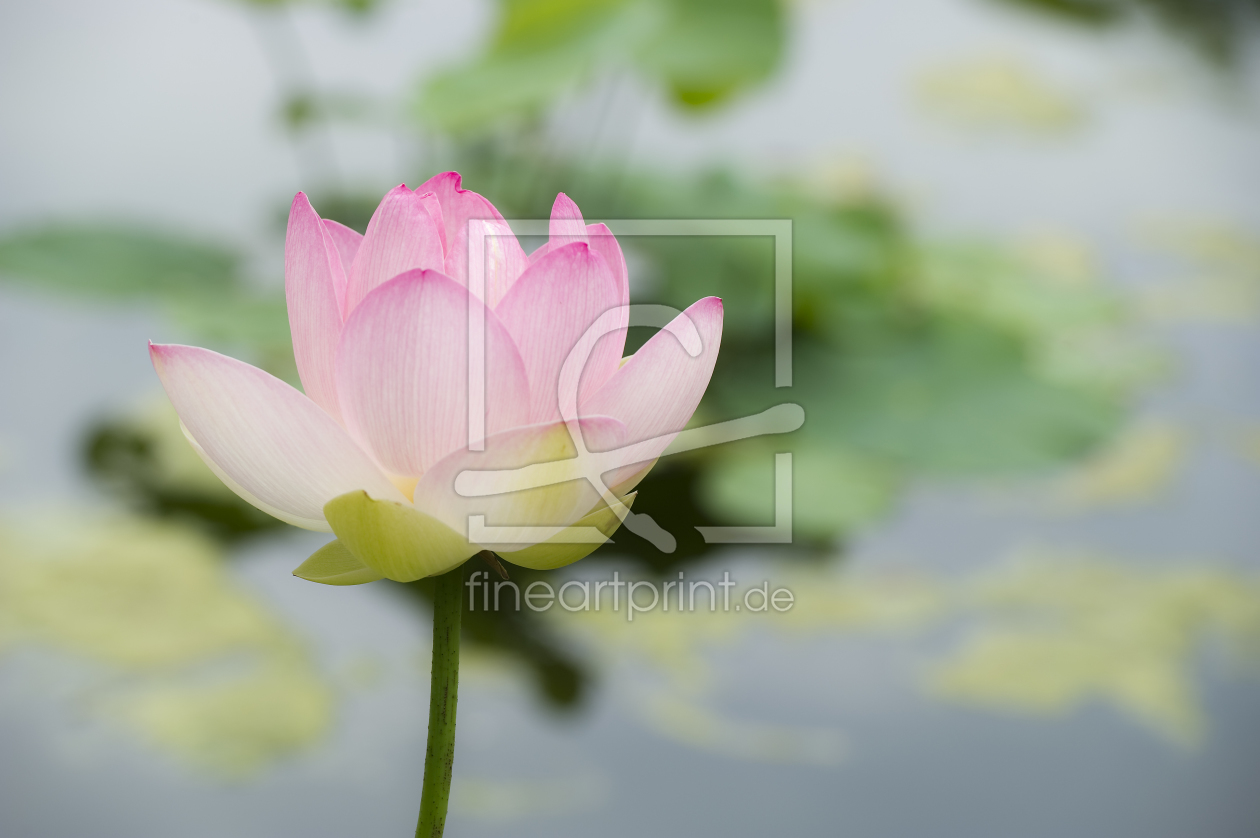 Bild-Nr.: 10159166 Lotus #1 erstellt von danielschoenen