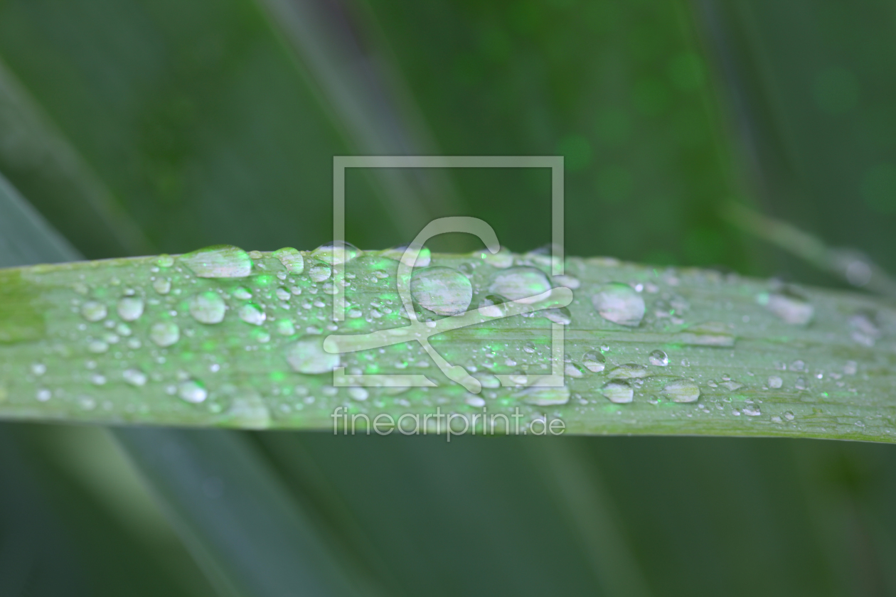 Bild-Nr.: 10159302 Drops on Yucca erstellt von FotoDeHRO