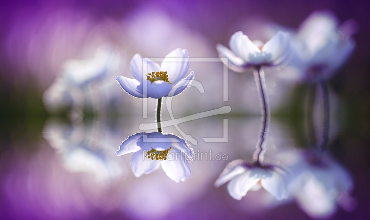 Bild-Nr.: 10159888 Anemonenzauber erstellt von Renate Knapp