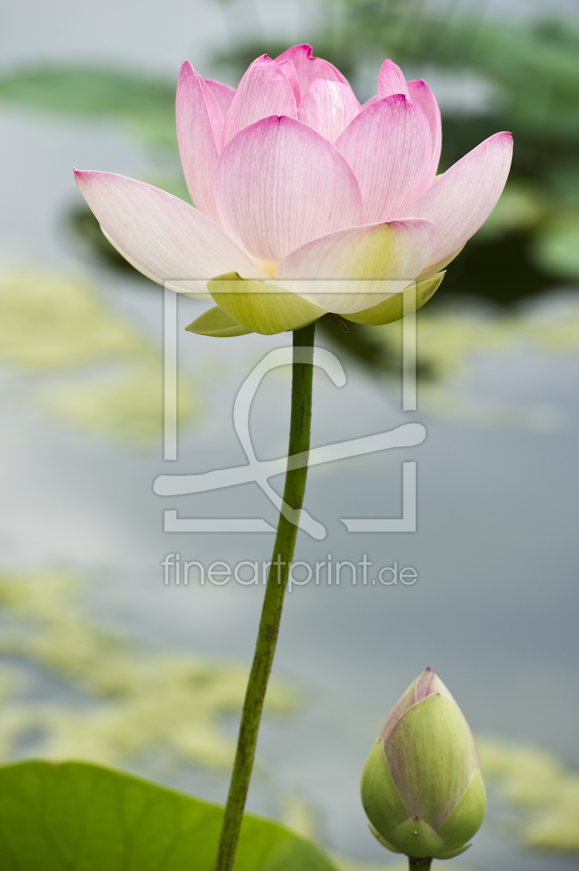 Bild-Nr.: 10160358 Lotus #3 erstellt von danielschoenen