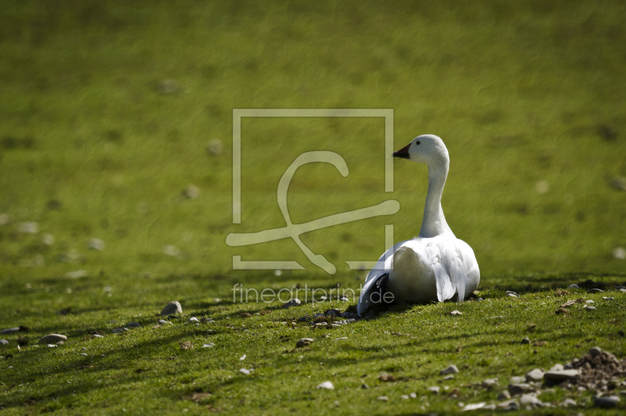 Bild-Nr.: 10163285 Ele-Gans erstellt von Daniela Beyer