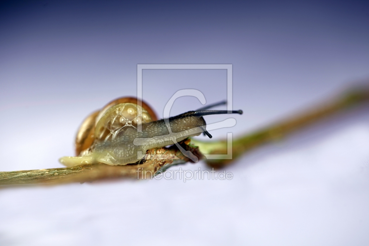 Bild-Nr.: 10165501 Schnecke erstellt von Renate Knapp