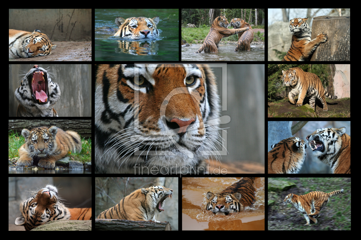 Bild-Nr.: 10166255 Tiger-Collage erstellt von Marcel Schauer